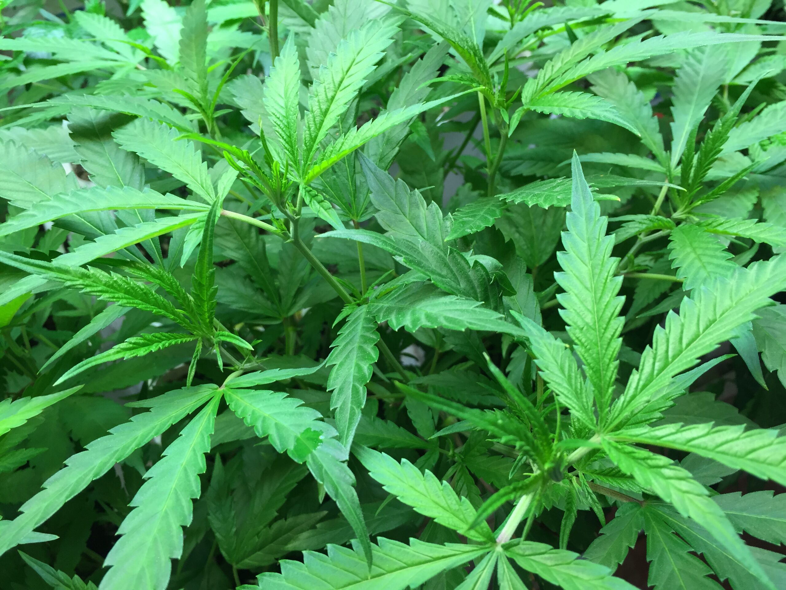 A close-up view of lush green cannabis plants with multiple jagged leaves in natural light, representing New Jersey's vote on marijuana legalization.