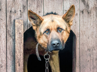sad looking dog